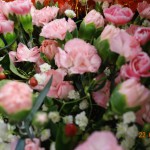 DSC05446-1